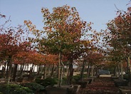 Chanticleer Callery Pear