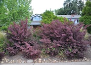 Red-Leaf Japanese Barberry