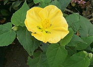 Flowering Maple, Chinese Lantern